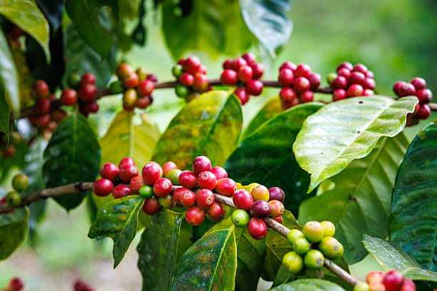 ☕ Keindahan dan Janji Biji Kopi di Pohon