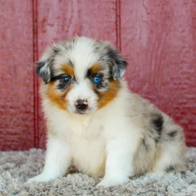 Understanding the Standard Australian Shepherd Temperament: Personality, Energy, and Loyalty